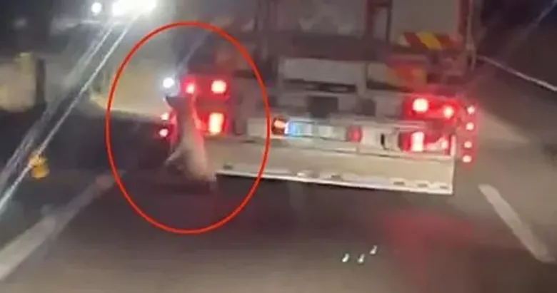 Hayvan hakları katledildi: Denizli’de trafikte vicdanları yaralayan dehşet anları kamerada