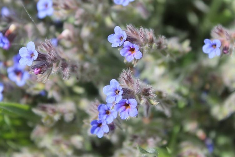 Hava civa otu neye iyi gelir? Hava civa otunun faydaları nelerdir?