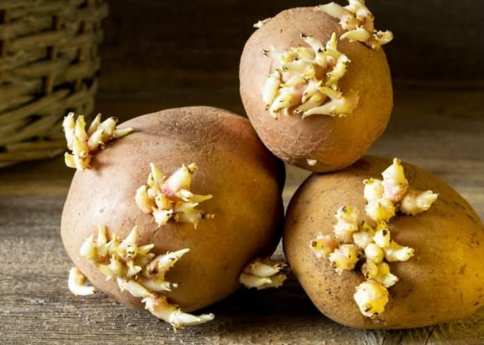 Filizlenen patates yenir mi? Filizlenen patatesin zararları nelerdir?