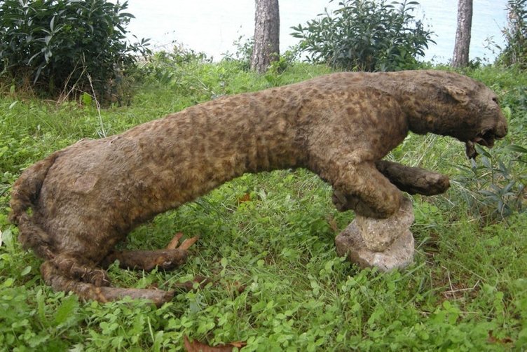 Fotokapana yakalanmıştı: Anadolu Parsı Aydın’da aranıyor!