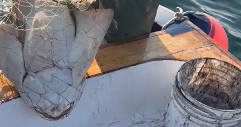 Çanakkale’de ağlara takıldı! Nesli tükenme tehlikesi altında