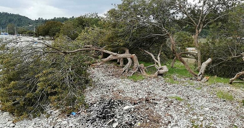 Dünyaca ünlü Akbük Koyu’ndaki ağaç katliamıyla ilgili 2 gözaltı
