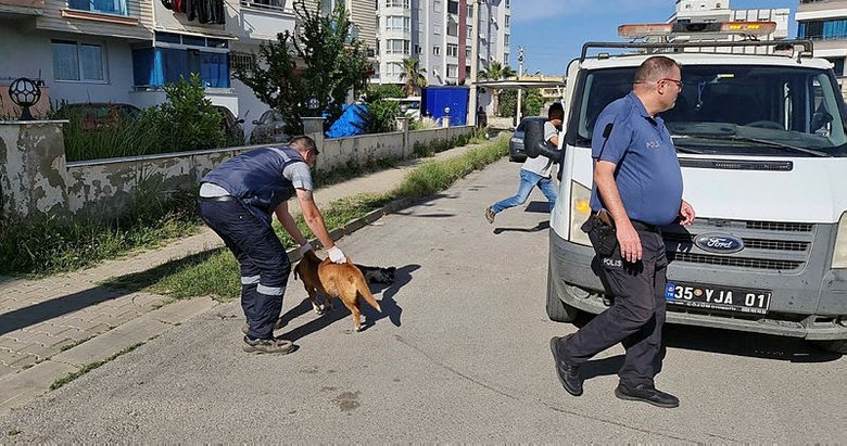 İzmir’de kedi ve köpekler zehirlendi