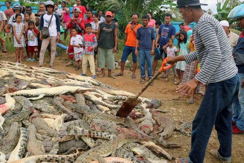 Endonezya’da timsah katliamı!