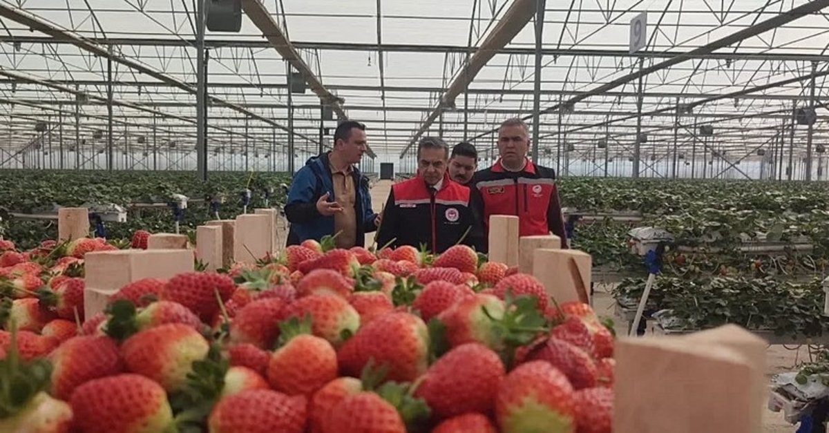Aydın'da 'çilek hasadı' sevinci! O ilçenin çileği coğrafi işaretli