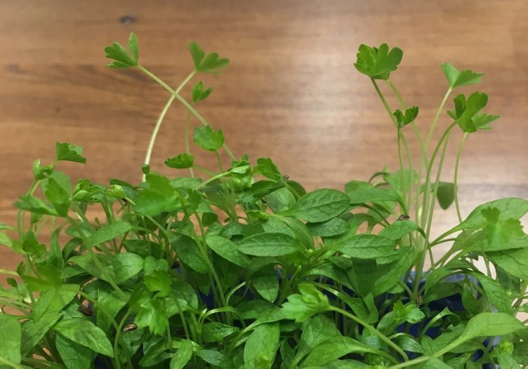 Maydanoz sapının faydalarına inanamayacaksınız!