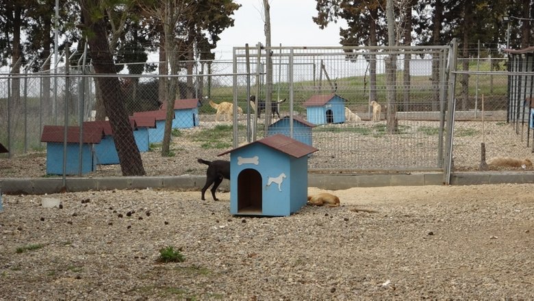 Çanakkale’de belediye barınağında vahşet! Hayvanlar açlıktan birbirini parçaladı