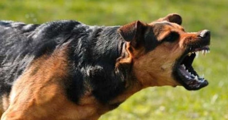 AK Parti’nin sokak hayvanları için yasa taslağının detayları neler?