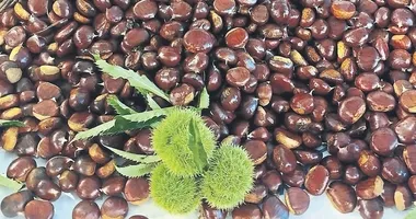 Aydın kestanesi dünya devlerini solladı