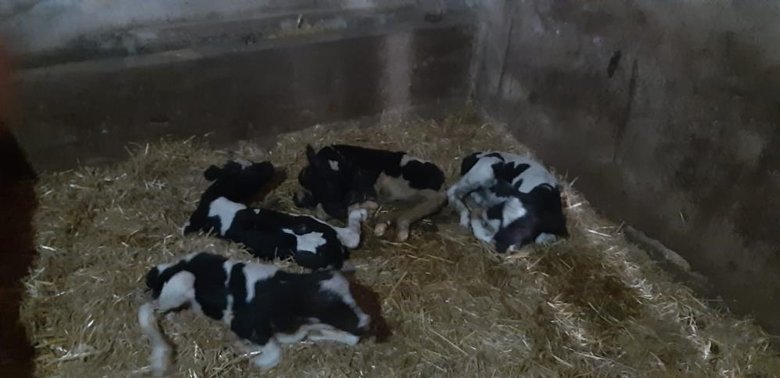 Balıkesir’de nadir görülen olay: İnek 5 buzağı doğurdu
