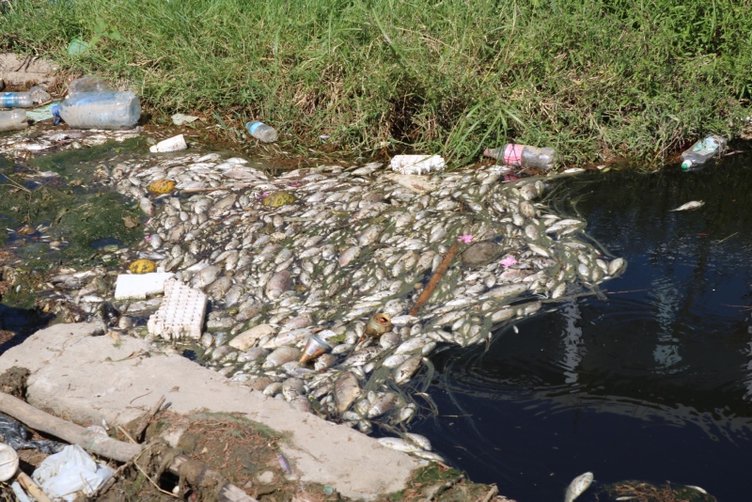 İzmir’de zehirli su paniği! Foça ve Menemen’de sulama kanalında balık ölümleri korkuttu