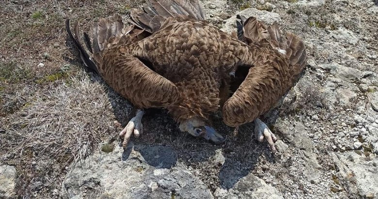 Afyonkarahisar’da koruma altındaki 7 kara akbaba ölü bulundu