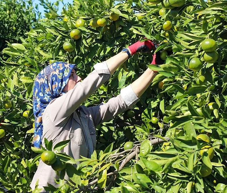 izmirden-dunyaya-gonderiliyor-satsuma-mandalinasinda-912-milyon-dolarlik-gelir-1792411434355.jpeg