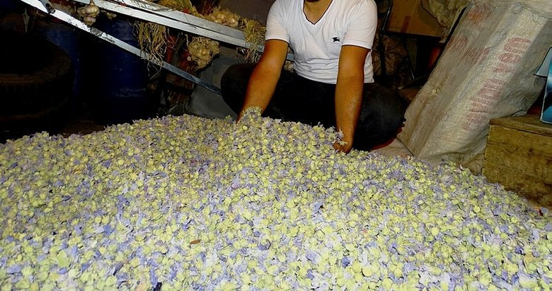 Hatmi çiçeği şifa deposu! Hatmi çiçeğinin faydaları nelerdir?