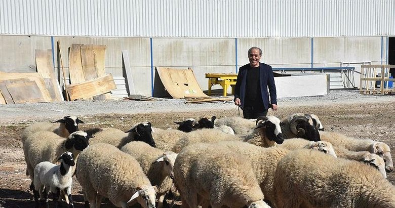 Çobandı fabrikatör oldu, koyunlarını unutmadı