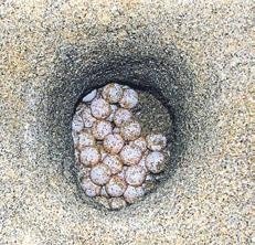 Yuva sayısı 500’e ulaştı