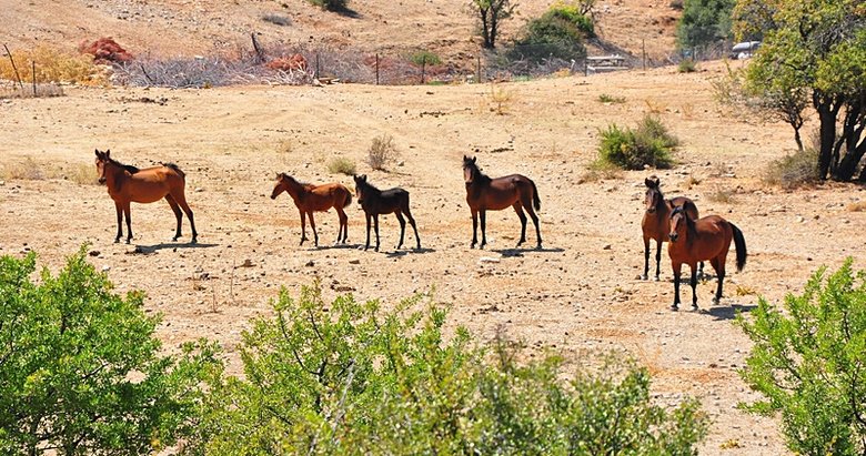 Spil Dağı’nın özgür sahipleri yılkı atları böyle görüntülendi