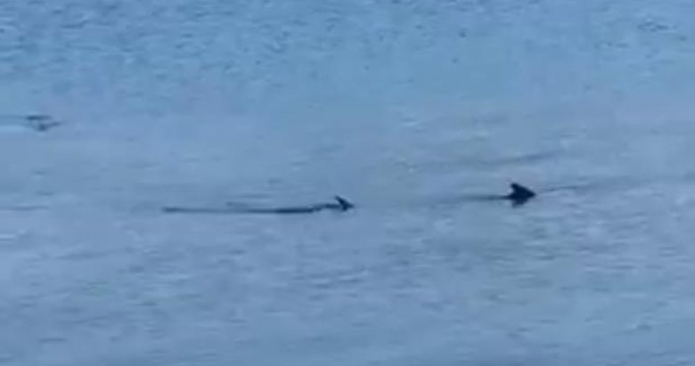 Köpek balığı sandılar bakın ne çıktı? Bodrum’da tartışma yaratan görüntü