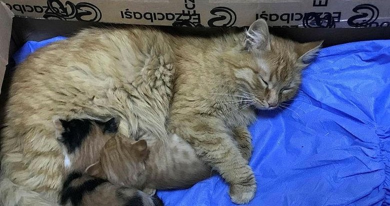 Anne kedi yavrularını doktora getirdi! İzmir’de yürek ısıtan olay