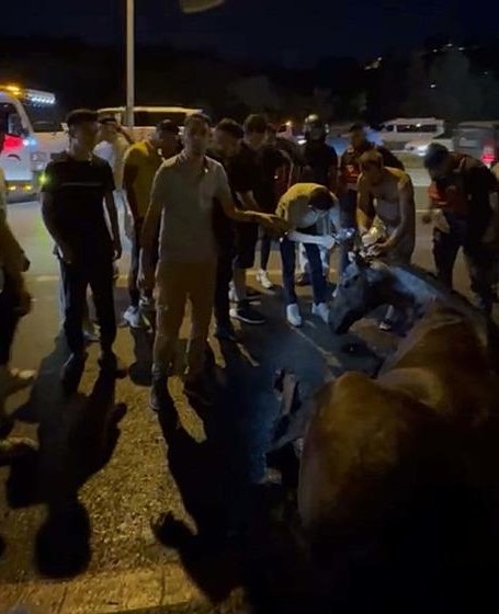 İzmir’de kamyonetten düşen atın bacakları kırıldı; sürücü atı bırakıp kaçtı