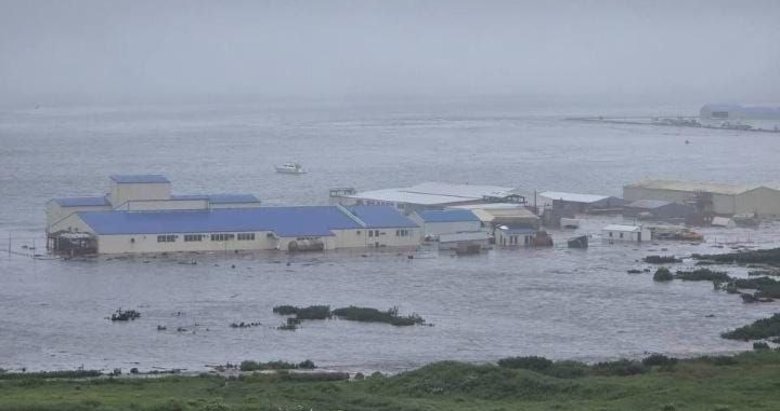 8.8’lik depremin ardından Japonya’da balinalar kıyıya vurdu