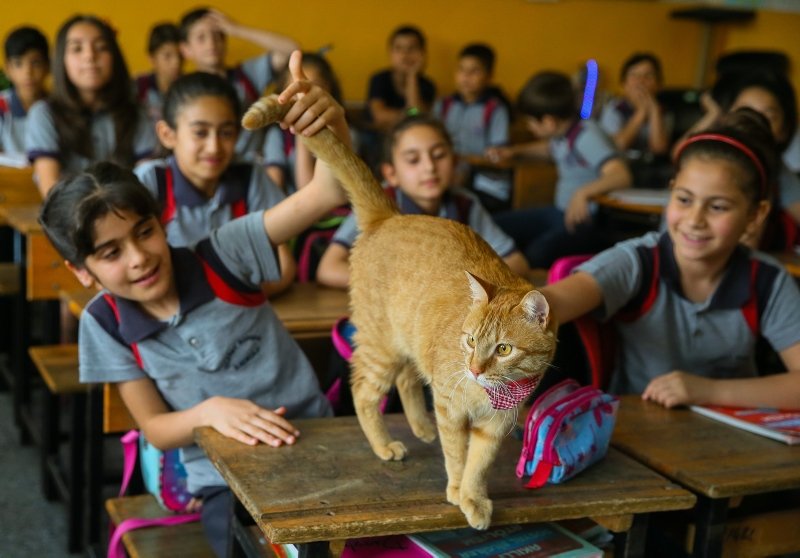 İzmir’de Kedi Tombi’ye hüzünlü veda
