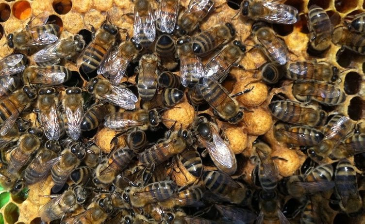 Arılara geçiş üstünlüğü getirildi
