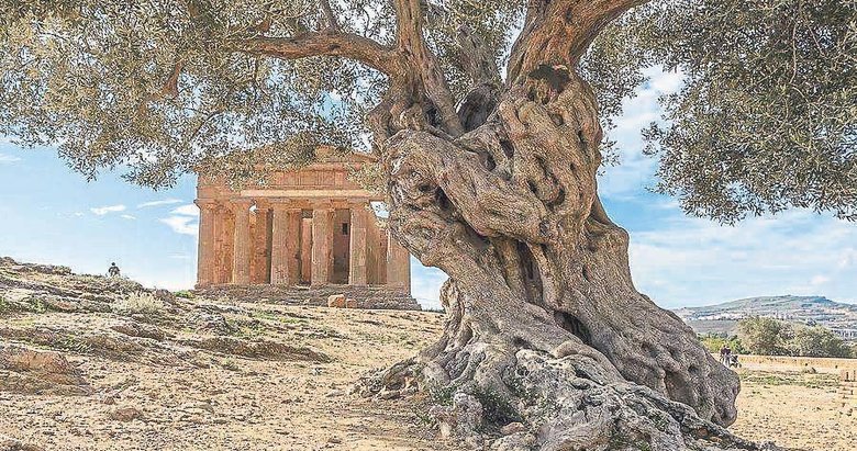 Nuh tufanından günümüze zeytin yaprağındaki mucize
