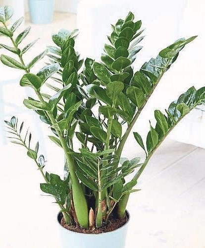 Banyom da yeşillensin diyenlere