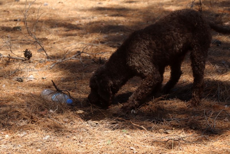 Kilosu 2 bin 500 TL! Çanakkale’de özel eğitimli köpekle arıyorlar