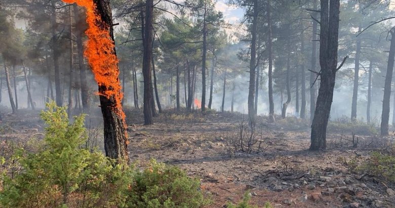 Kütahya’da ormana düşen yıldırım, 8 dekar alanı yaktı