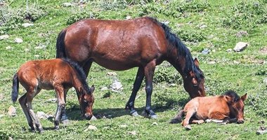 Spil Dağı ‘Yılkı atları’ ile daha da güzelleşiyor