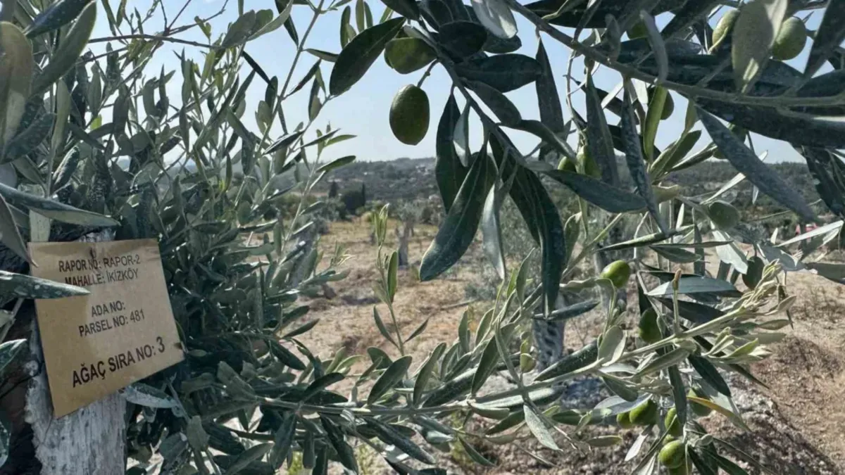 Milas'ta YENiKÖY Kemerköy Enerji Tarafından Taşınan Zeytin Ağaçları Yeni Yerlerinde Hayat Buldu