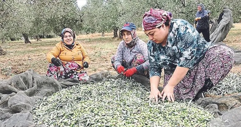 Tire’de zeytin seferberliği