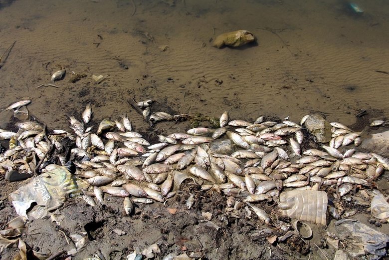 Kula Göleti’nde su çekildi, binlerce balık telef oldu