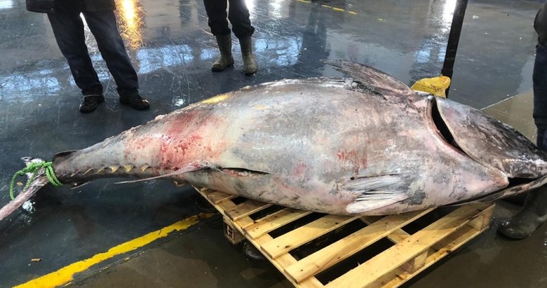 İzmir’de 450 kiloluk orkinos yakalandı! Dev orkinos 22 bin 500 TL’ye satıldı