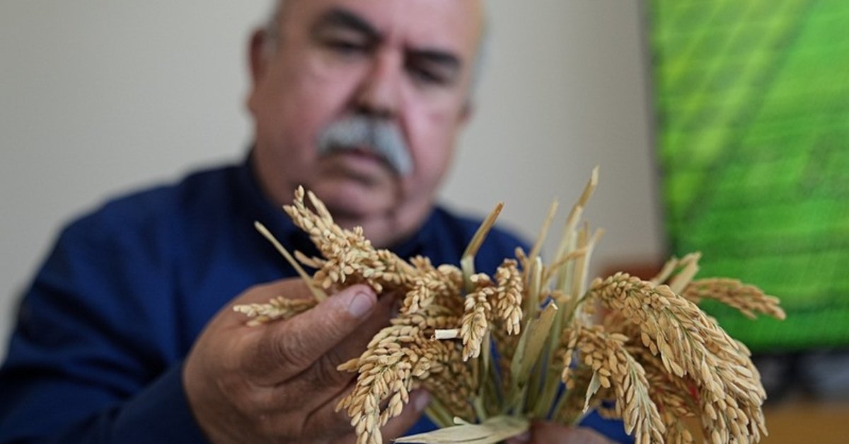 Kuraklığa karşı yerli çeltik