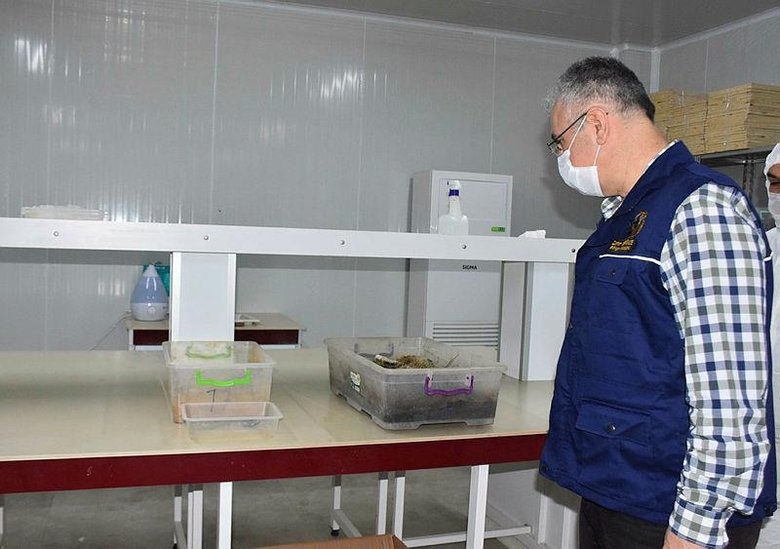 İzmir’in kızılçam ormanlarını terminatör böcekler koruyor