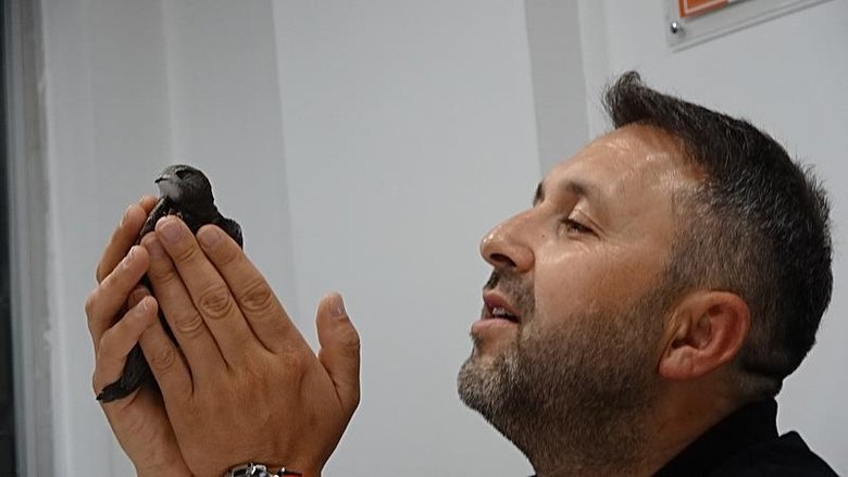 Nadir görülen ebabil kuşları bu iş yerine her yıl geliyor