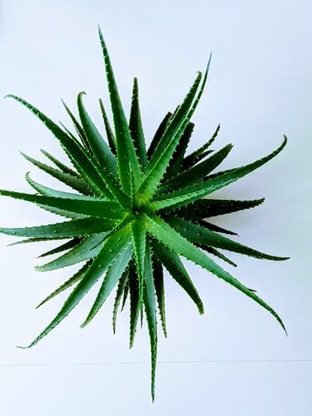 bonsai im terrarium Bonsai Terrarium with Fittonia, Asparagus Fern & Moss in Tall Fishbowl