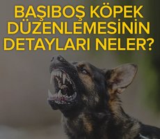 AK Parti’nin sokak hayvanları için yasa taslağının detayları neler?