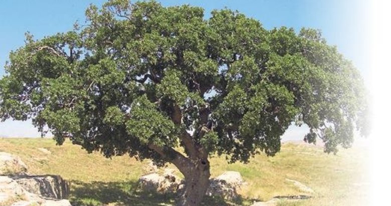 10 bin 524 yeşil miras devlet korumasında