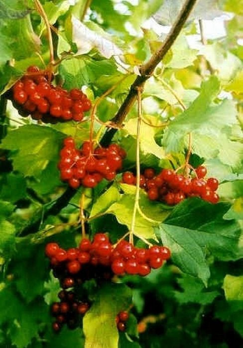 Gilaburu neye iyi gelir? Gilaburunun faydaları nelerdir?