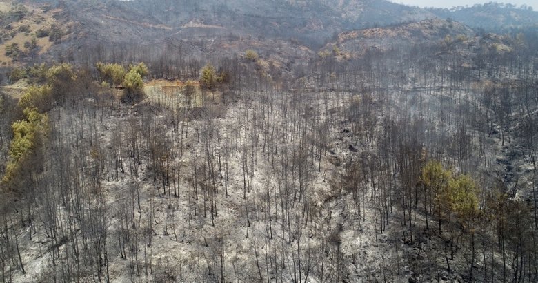 Bakan Pakdemirli’den Muğla’daki orman yangınları ile ilgili açıklama