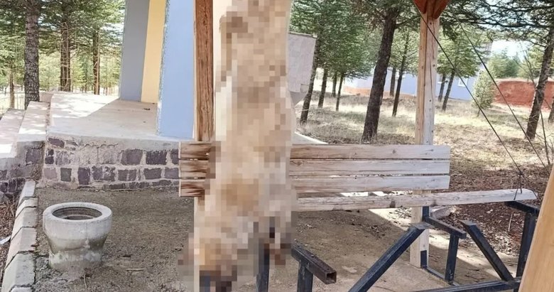 Boldavin’de insan vahşeti! İşkence ile köpek katlettiler