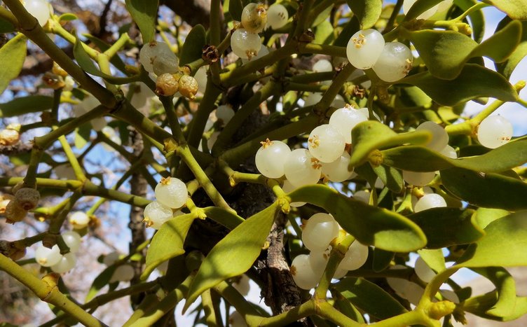 Ökse otunun faydaları nelerdir? Ökse otu nasıl kullanılır?