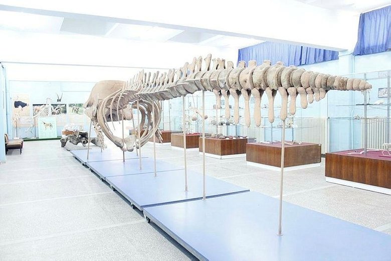 İzmir’de ziyaretçilerini bekliyor! Ege’nin bilim vitrini: Tabiat Tarihi Koleksiyonu