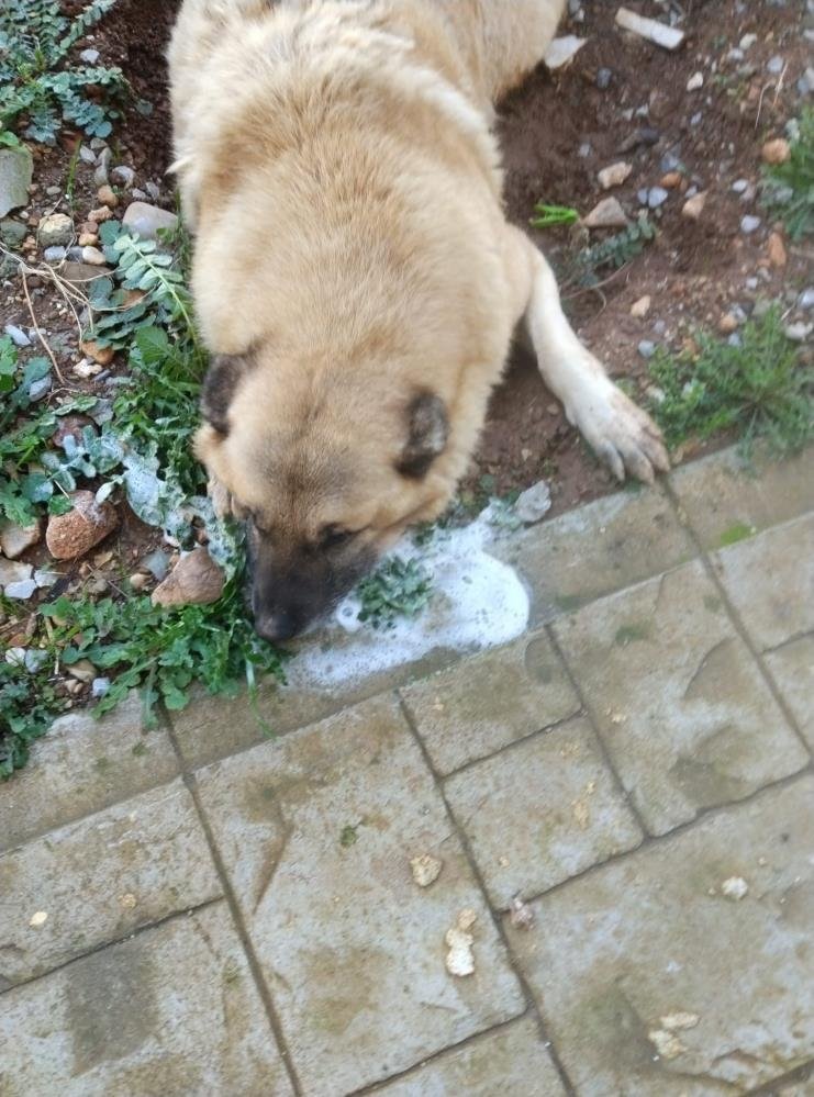 Manisa’da köpek katliamı