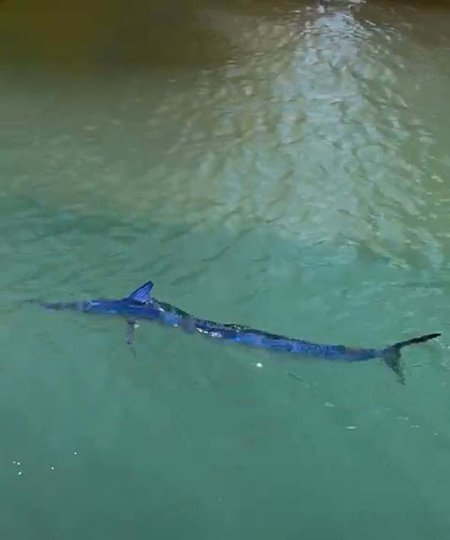 Bodrum’da ‘mavi yelken balığı’ zıpkınla vuruldu!