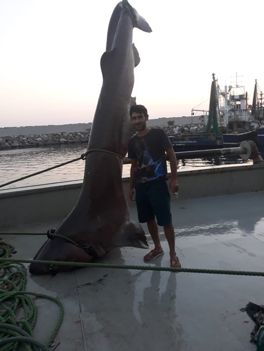 Çanakkale’de 1 ton ağırlığında köpek balığı yakalandı